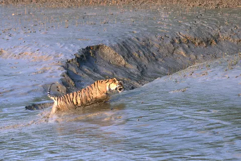 SUNDERBAN Tiger
