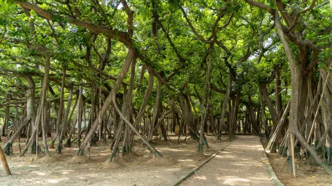 Banyan Tree Botanic Garden
