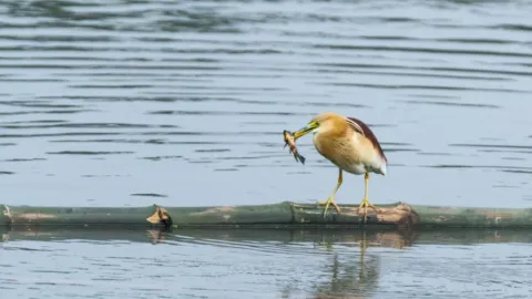 East Kolkata Wetlands bird