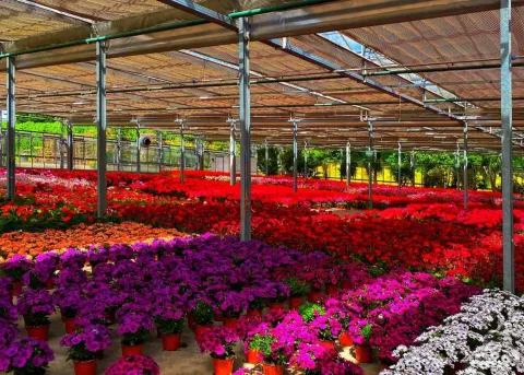 Flower Nurseries