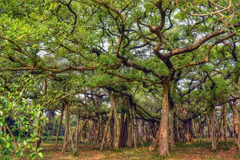Great Banyan Tree