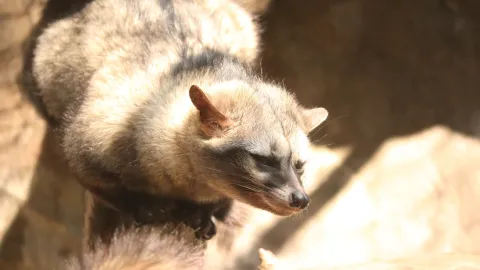 civet