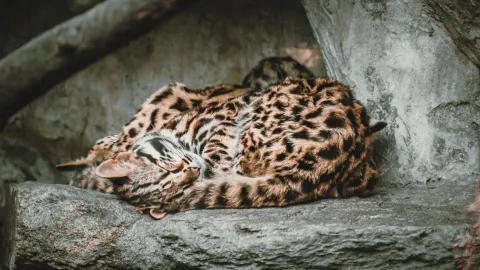 cat leopard