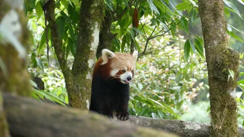 red panda