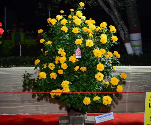  The 42nd Indian Rose Convention & All India Rose Show