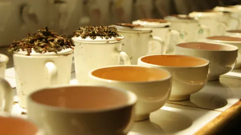 tea tasting