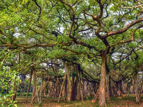 Botanical-listing.webp