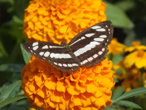 Butterfly Watching-listing.webp