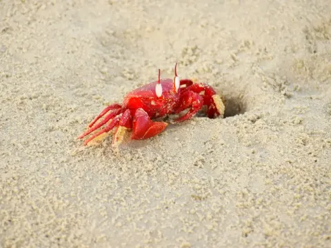 beach-listing.webp