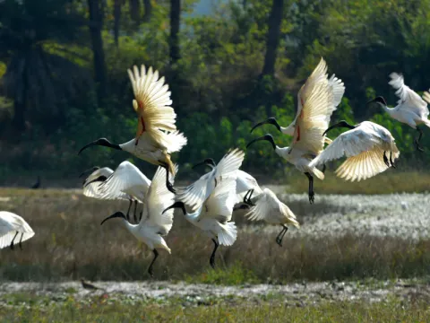 birding-listing.webp