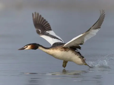 birdwatching-listing.webp