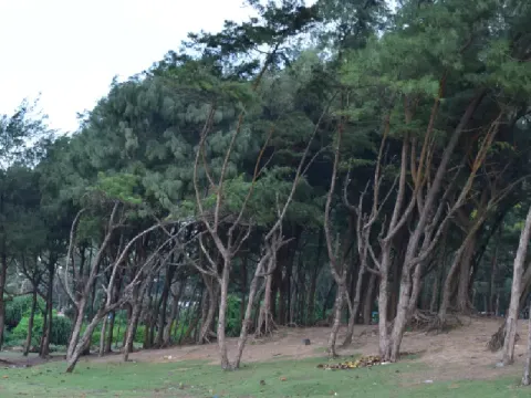 casuarina-listing.webp