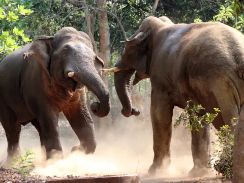 elephant-listing.webp