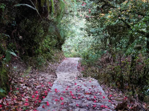 forest-listing.webp