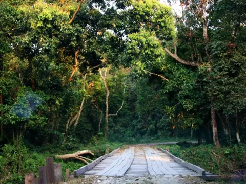 jungle-listing.webp