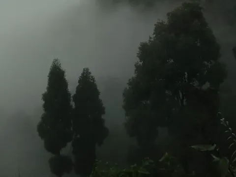 kurseong8.webp