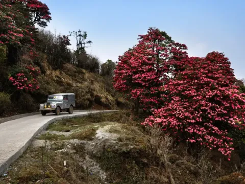 sandakphu4.webp