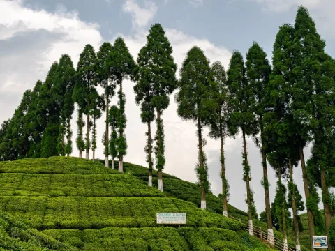 tea-listing.webp