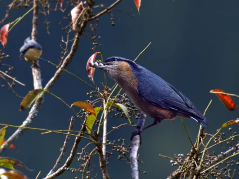 Birdwatching-listing.webp