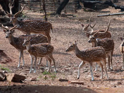 ballavpur-wildlife-listing.webp