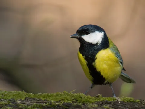 bird-listing.webp
