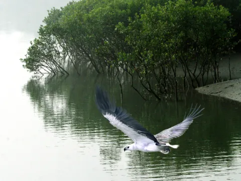 birdwatching-listing.webp