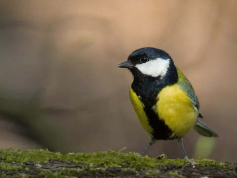 birdwatching-listing.webp
