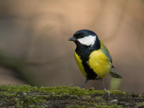 birdwatching-listing.webp