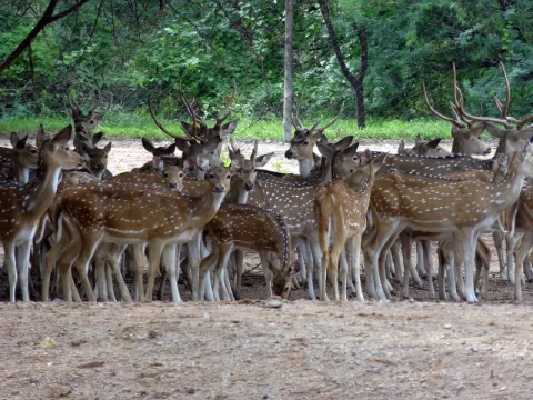bonpukuria-deer-park-listing.webp