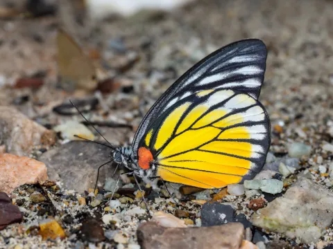butterflies-listing.webp