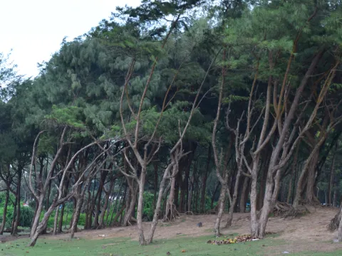 casuarina-walk-listing.webp