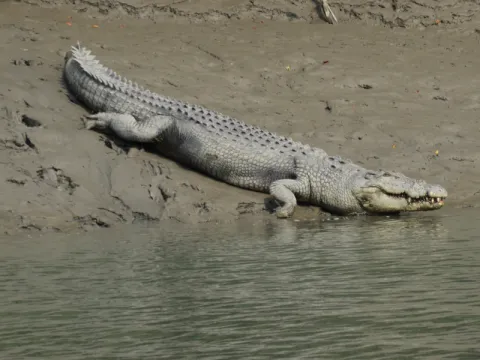 crocodile-listing.webp