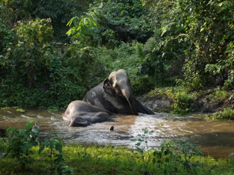 elephant-listing.webp