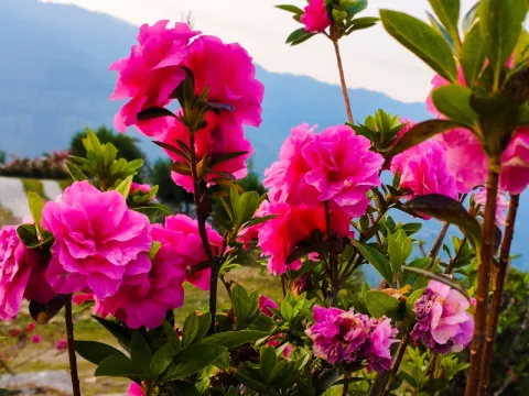 flower-listing.webp