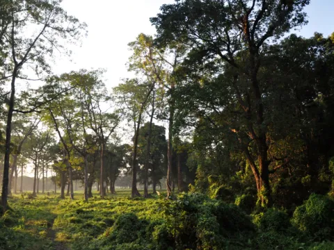 nature-walk-listing.webp