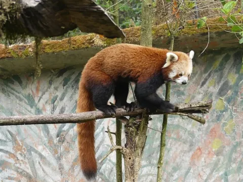 red-panda-listing.webp