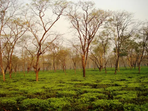 tea-gardens-listing.webp