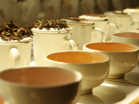 tea-picture-listing.webp