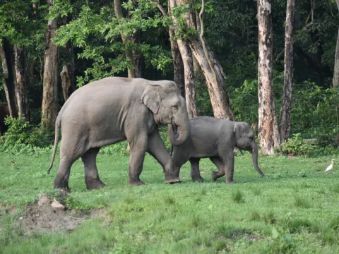wildlife-listing.webp
