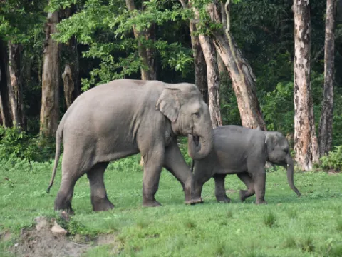 wildlife-listing.webp