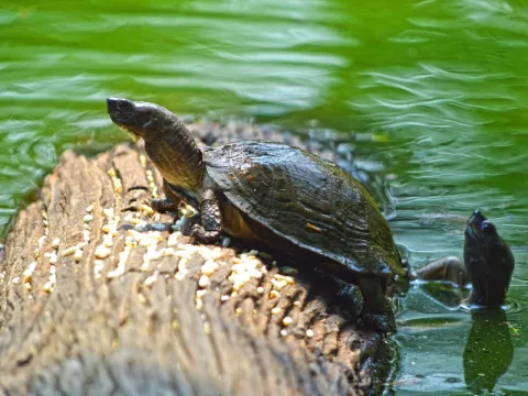 wildlife-watching-listing.webp