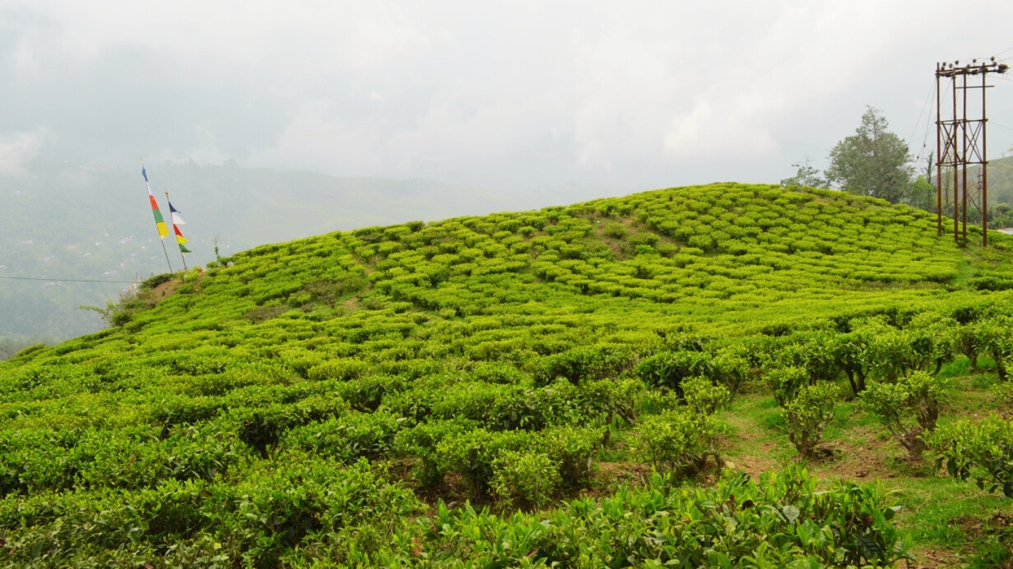 <p>Happy Valley Tea Estate, Darjeeling's second-oldest tea garden. (Picture by Matt Stabile, Wikimedia Commons)</p>