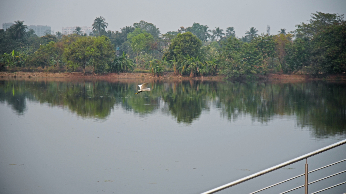 <p>An ideal vantage point for birdwatchers. </p>