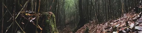 neora-bnr.webp