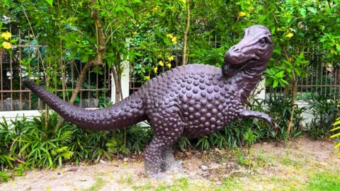 Ray