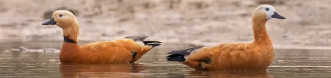 gajoldoba-bnr_0.webp