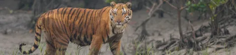 sundarban-bnr.webp