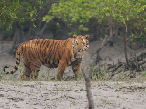 sundarban-listing.webp